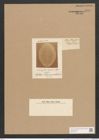 Orthoneis clevei Grun. (de-Toni-Nr.: Genus 41, Species 1914) Zeichnungen Sammlung Grunow Nr. 3799 (NHMW-BOT-W0371476)